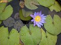 Water lilly  Nymphaea lotus